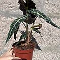 alocasia
