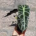 alocasia