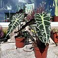 alocasia