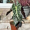 alocasia