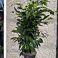 ficus