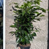 ficus