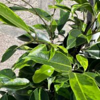 ficus
