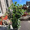 ficus