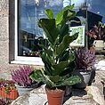 ficus