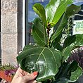 ficus