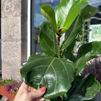 ficus