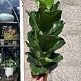 ficus