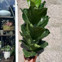 ficus