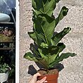 ficus