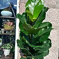 ficus