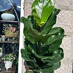 Ficus Lyrata Fiddle Leaf Fig