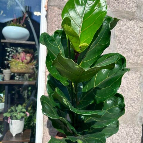 ficus