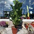 ficus
