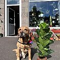 ficus