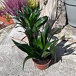 Dracaena Compacta Dragon Palm 9cm pot