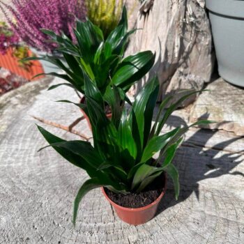 Dracaena Compacta Dragon Palm 9cm pot