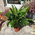 calathea