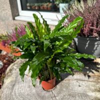 calathea