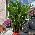 calathea