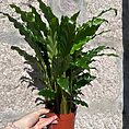 calathea