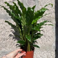 calathea