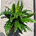 calathea