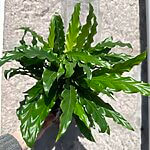 Calathea Rufibarba Prayer Plant 12cm pot