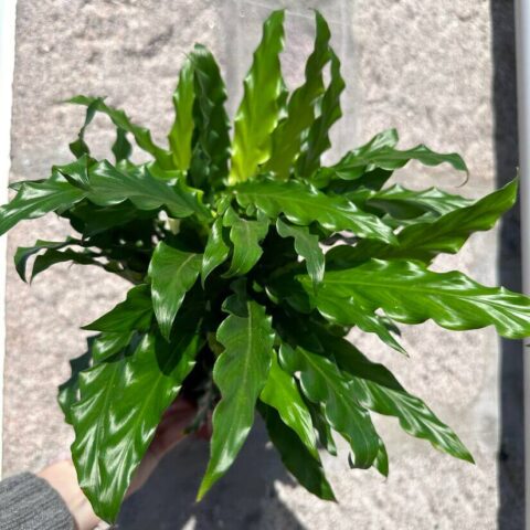 calathea