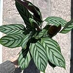 Calathea Ctenanthe Oppenheimiana Prayer Plant 12cm pot