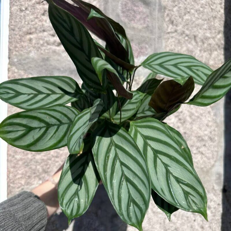 calathea prayer plant