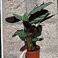 calathea prayer plant