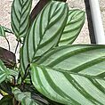 calathea prayer plant