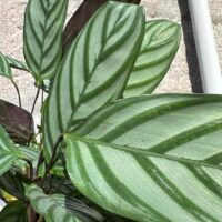 calathea prayer plant