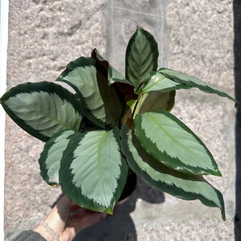 calathea calathea