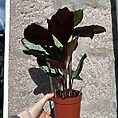 calathea