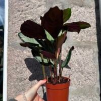 calathea