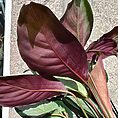 calathea