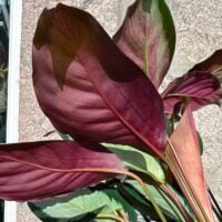 calathea