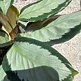 calathea