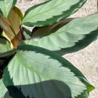 calathea