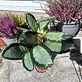 calathea