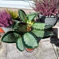 calathea