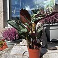calathea