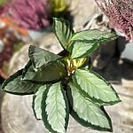 Calathea Picturata Argentea Silver Variegated Prayer Plant 12cm pot