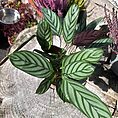 calathea prayer plant