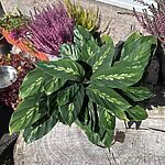 Calathea Maui Queen Prayer Plant 12cm pot
