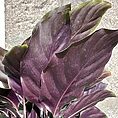 calathea