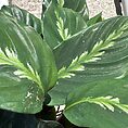 calathea