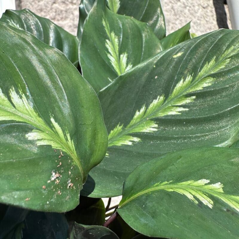calathea calathea